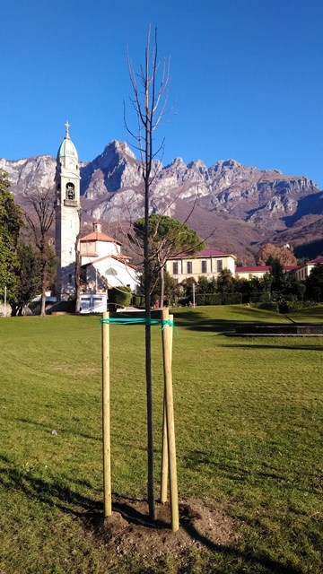 1612_nuove_piantumazioni