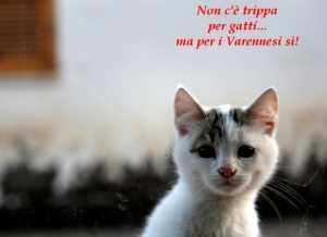 non-trippa-per-gatti